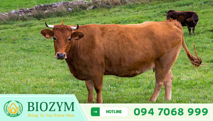 Acid Protease AP-5000S_ENZYME TRONG THỨC ĂN CHĂN NUÔI