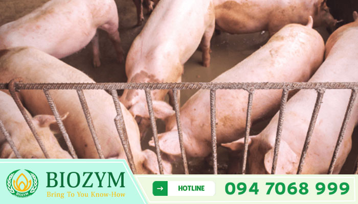 Acid Protease AP-5000S_ENZYME TRONG THỨC ĂN CHĂN NUÔI