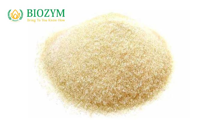 Các loại của gelatin