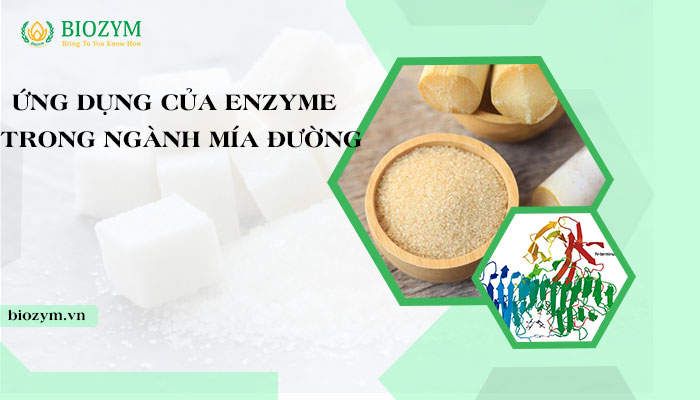 Ứng dụng của enzyme trong ngành mía đường