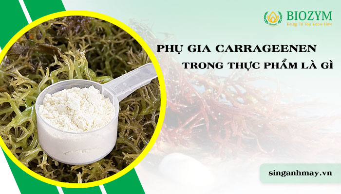 Phụ Gia Carrageenan Trong Thực Phẩm Là Gì?
