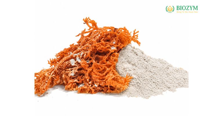 Phụ Gia Carrageenan Trong Thực Phẩm Là Gì? Công Dụng Và Ứng Dụng Các loại Carrageenan phổ biến trong thực phẩm