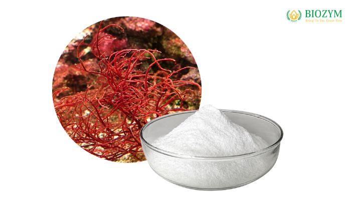 Phụ Gia Carrageenan Trong Thực Phẩm Là Gì? Công Dụng Và Ứng Dụng Hướng dẫn Carrageenan sử dụng hiệu quả trong thực phẩm